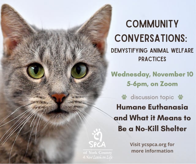 Humane Euthanasia And What It Means To Be A No Kill Shelter