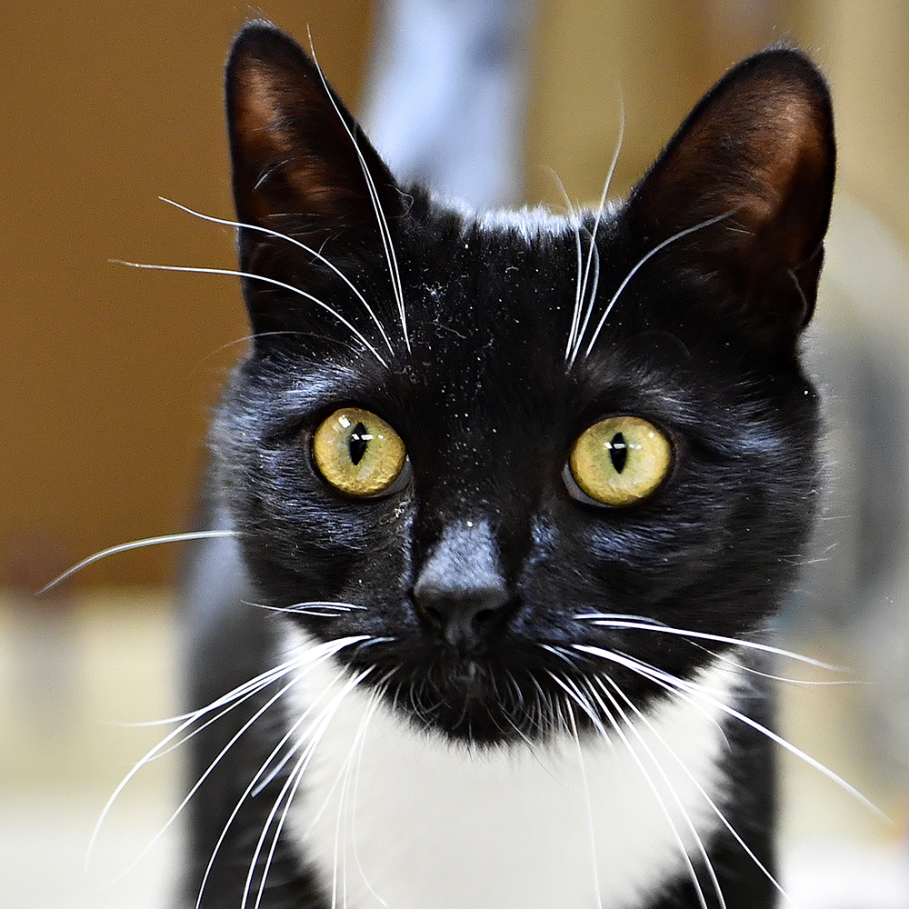 black white kitten